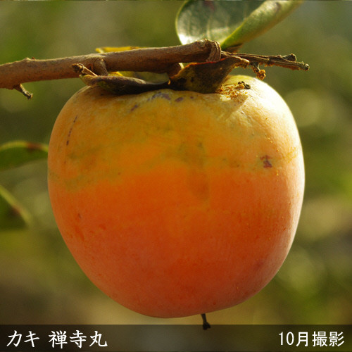 ＜すだ農園＞2年生苗◇カキ(不完全甘柿) 禅寺丸(ぜんじまる)