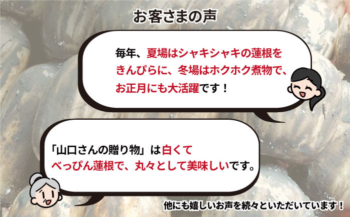 「れんこんの名産地」佐賀県白石町からお届け!