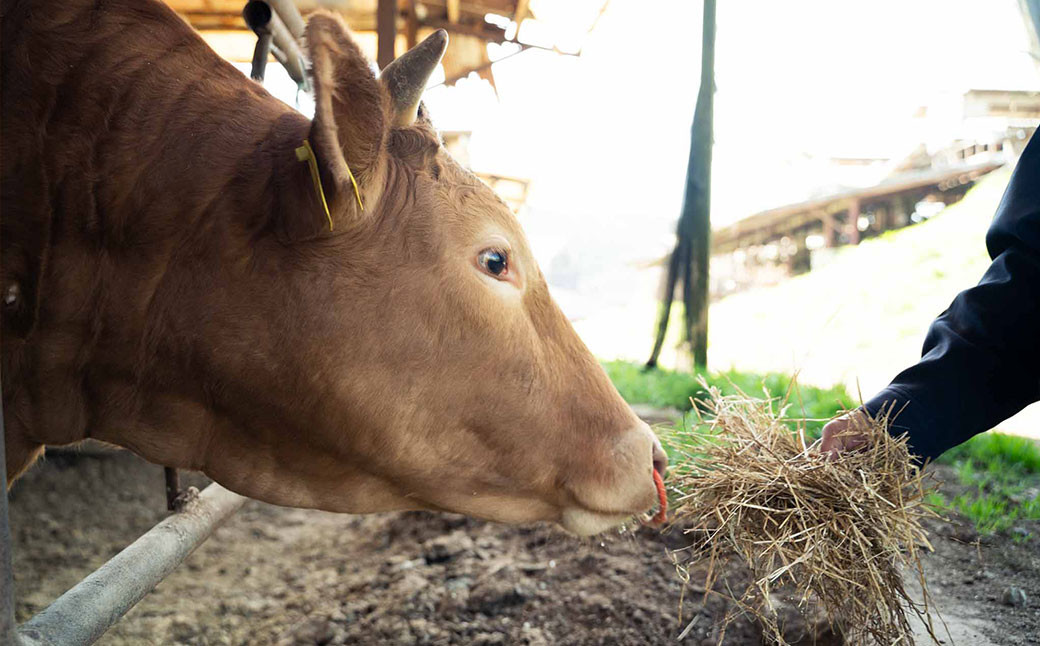 くまもとあか牛100％餃子 20個入り×3袋