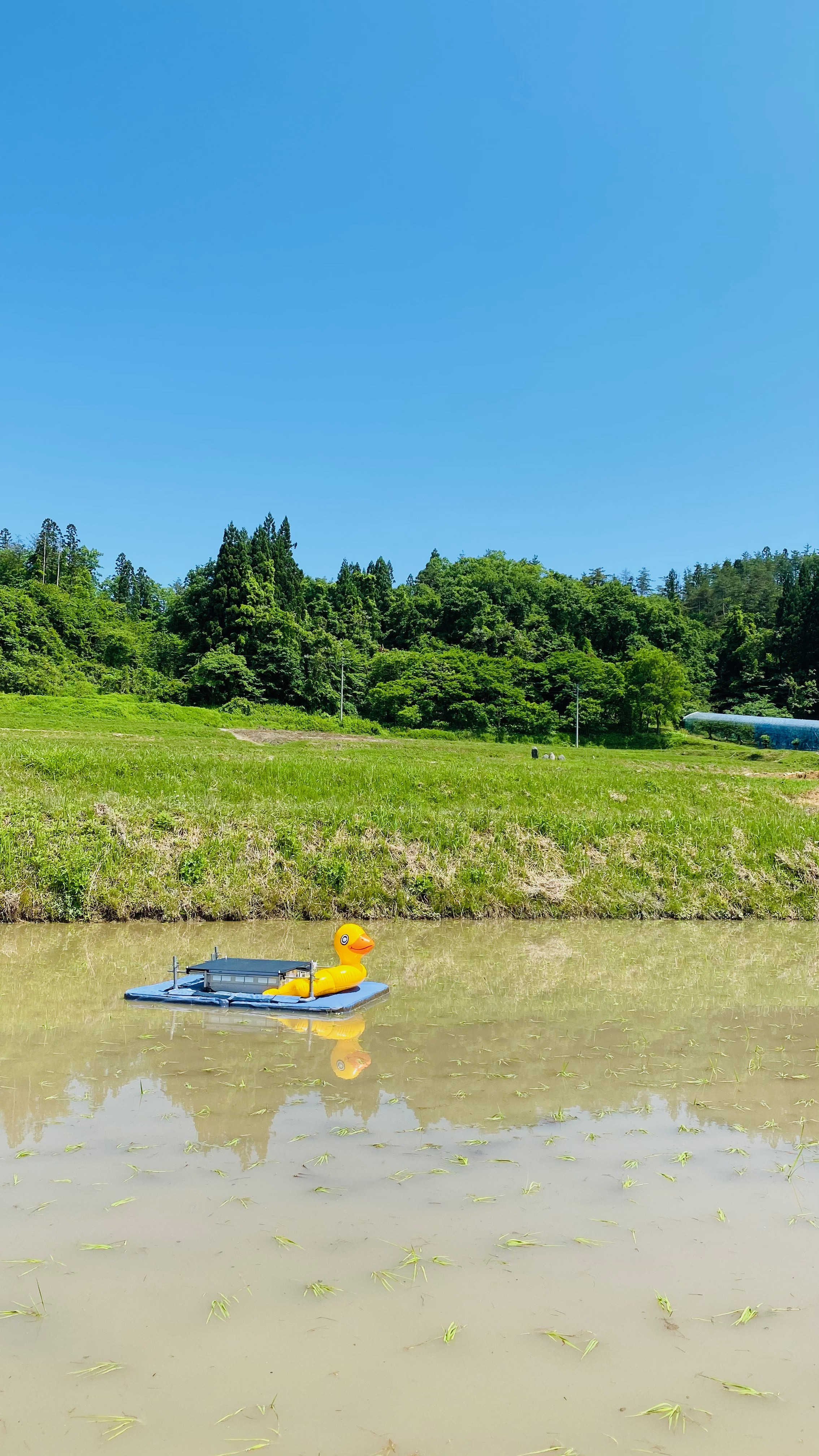 雑草の成長を抑制する「アイガモロボ」
