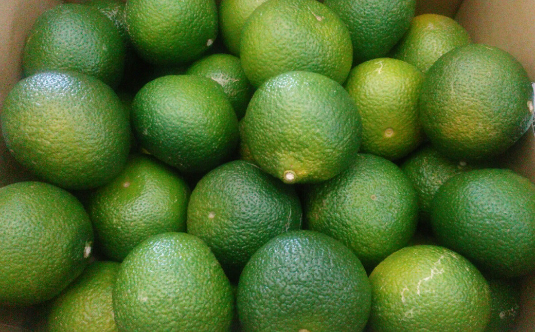 【規格外品】スイートスプリング ご家庭用 15kg サイズ不選別