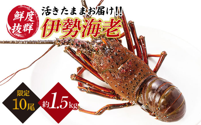天然 伊勢エビ 伊勢海老