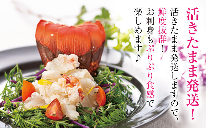 天然 伊勢エビ 伊勢海老