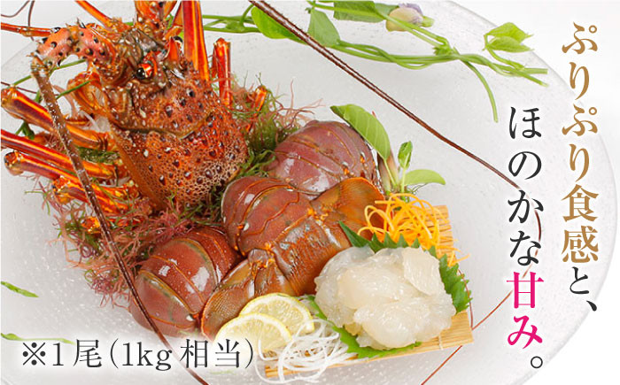 天然 伊勢エビ 2尾（計約2kg）