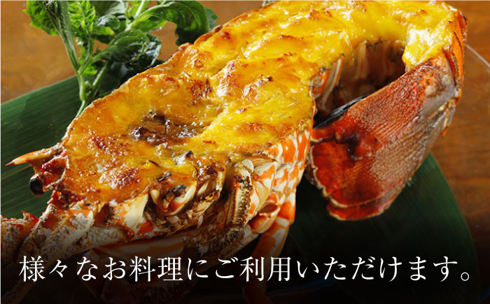 天然 伊勢エビ 2尾（計約2kg）