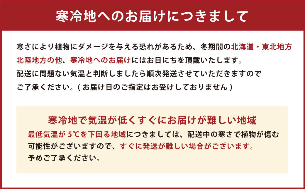 観葉植物 サンスベリア 6号 カラーポット 白 約65～75cm