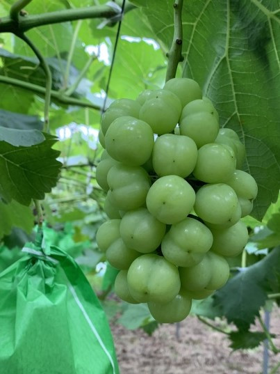 中川農園でできた瀬戸ジャイアンツ