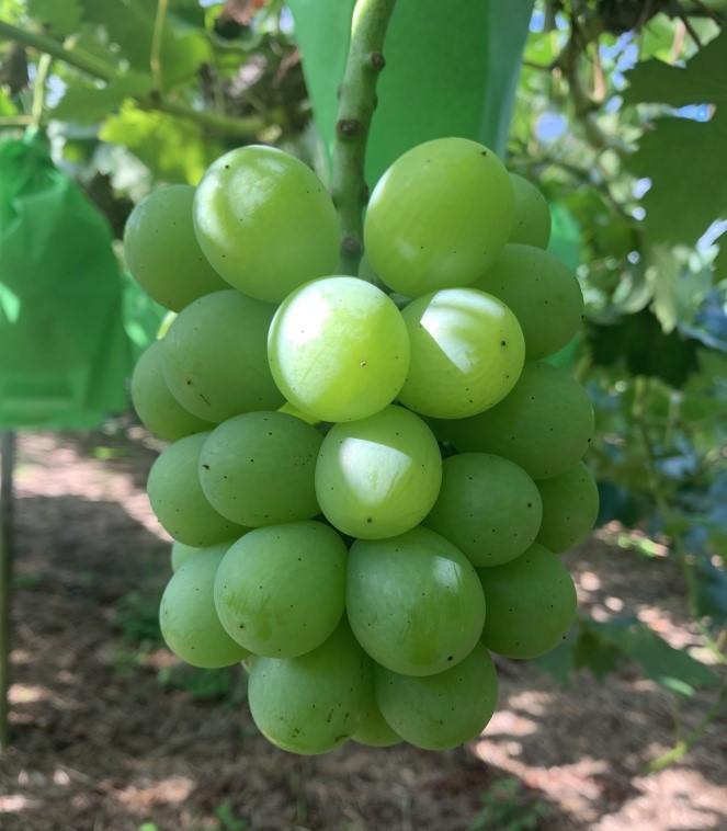 中川農園でできた翠峰