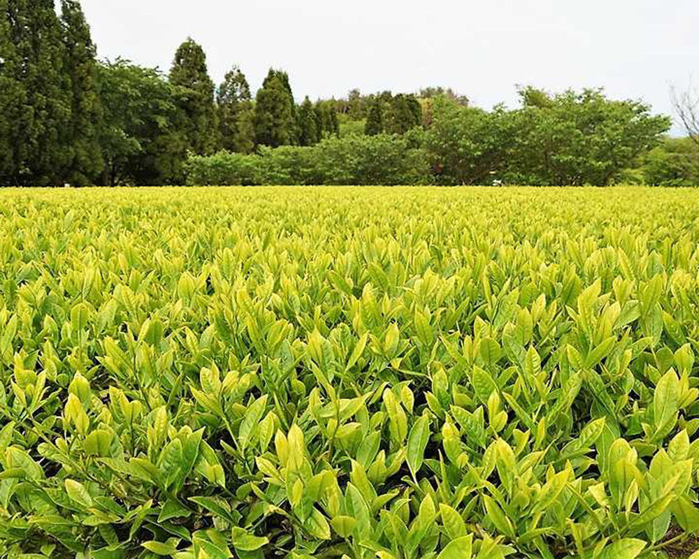 お茶 ほうじ茶 茶葉 お茶葉 松江 お茶処  有機ほうじ茶 島根 松江 おすすめ