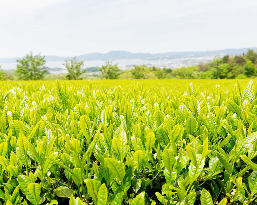 お茶 煎茶 茶葉 お茶葉 松江 お茶処 有機 有機煎茶 島根 松江 おすすめ