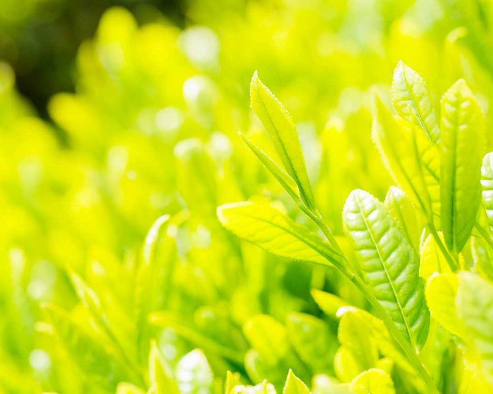 お茶 煎茶 茶葉 お茶葉 松江 お茶処 有機 有機煎茶 島根 松江 おすすめ