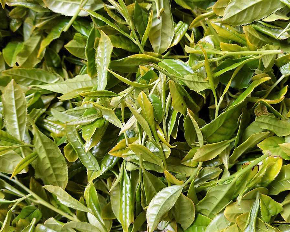 お茶 ほうじ茶 茶葉 お茶葉 松江 お茶処  有機ほうじ茶 島根 松江 おすすめ