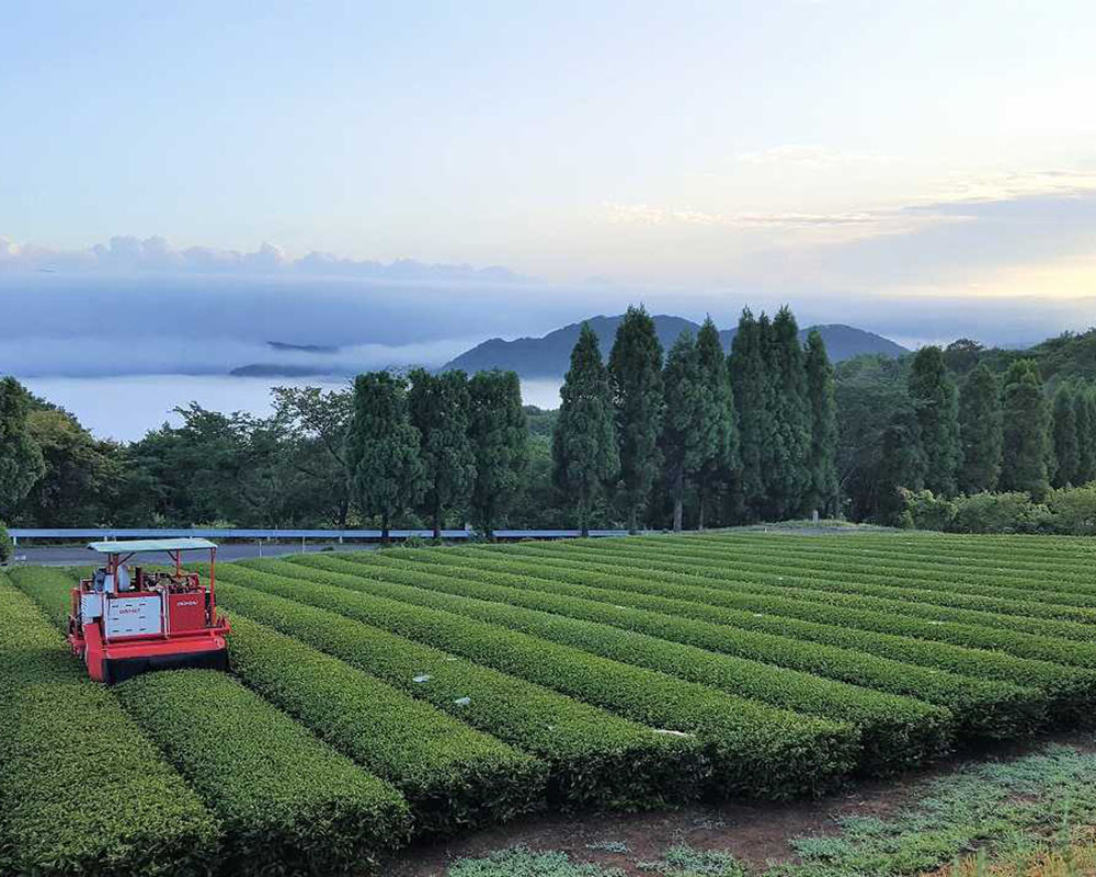 お茶 番茶 茶葉 お茶葉 松江 お茶処 有機 有機番茶 島根 松江 おすすめ