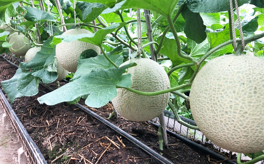 一つの苗から、一つしか収穫しない。これが千葉アクアメロンの掟です。