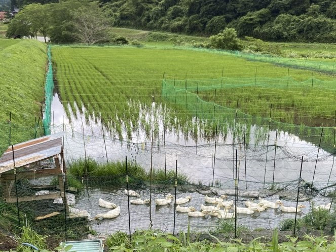 こんなに大きくなりました！