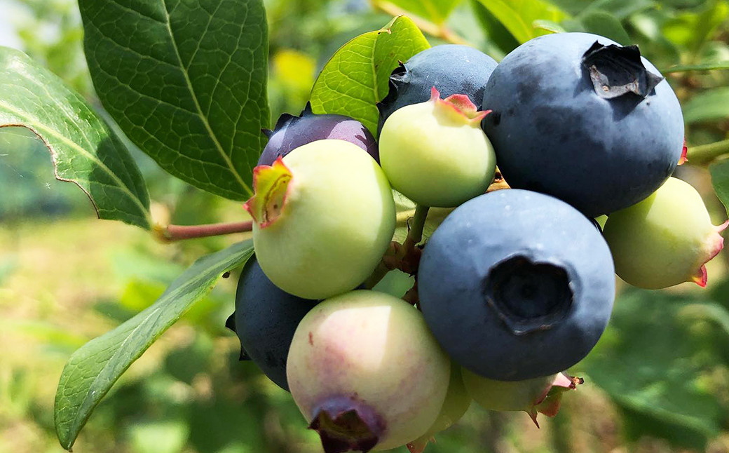 大粒で、甘みと旨味を一粒に凝縮したブルーベリー（ラビットアイ種）を使用しています。