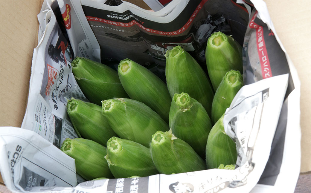 しあわせ コーン 約4kg (14～15本)