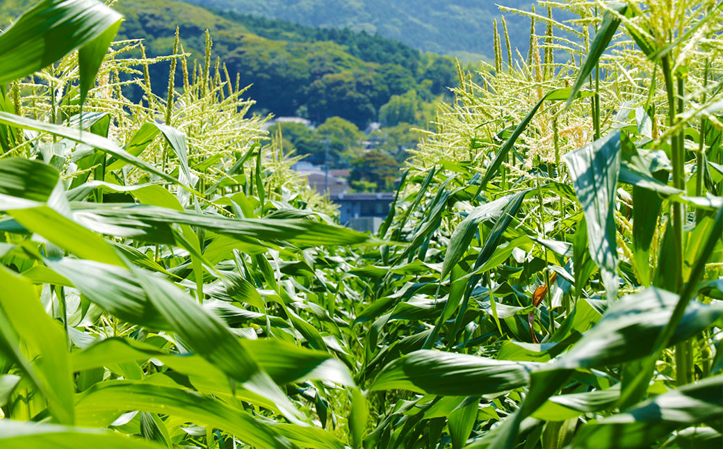 しあわせ コーン 約4kg (14～15本)