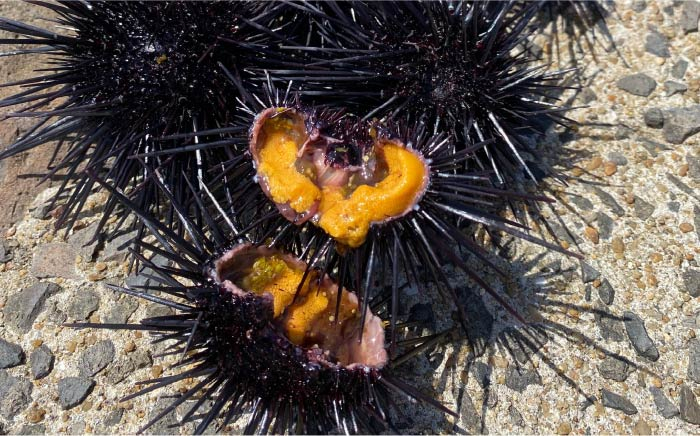 人気   うに ウニ 雲丹  新鮮 海鮮 特産品 贈り物 ギフト   魚介