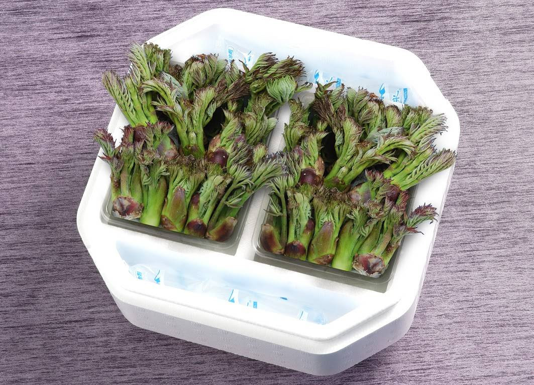 タラの芽は、保冷箱に入れて鮮度を保持してお送りします。