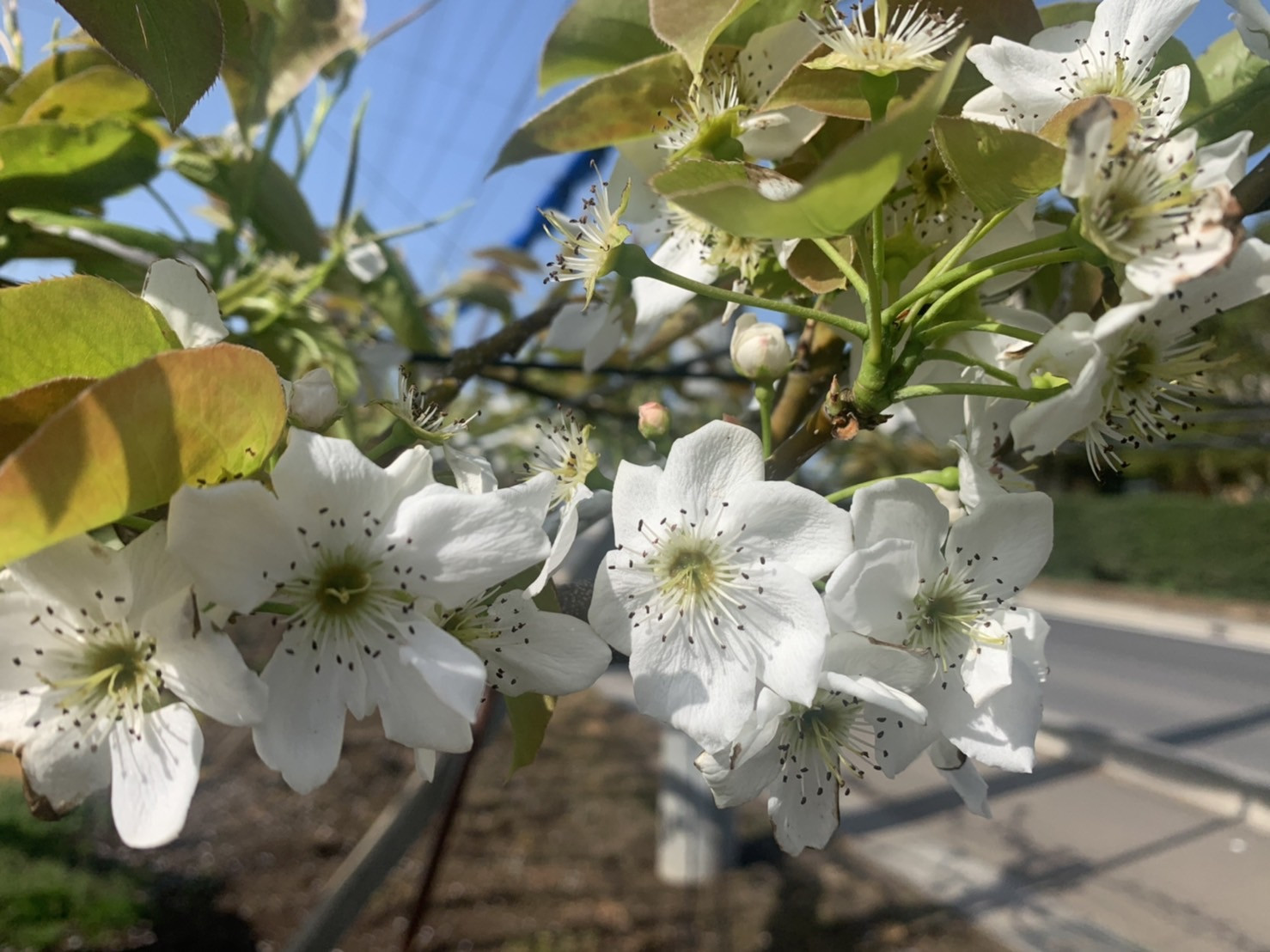 4月、5月にお花が咲きます🌸