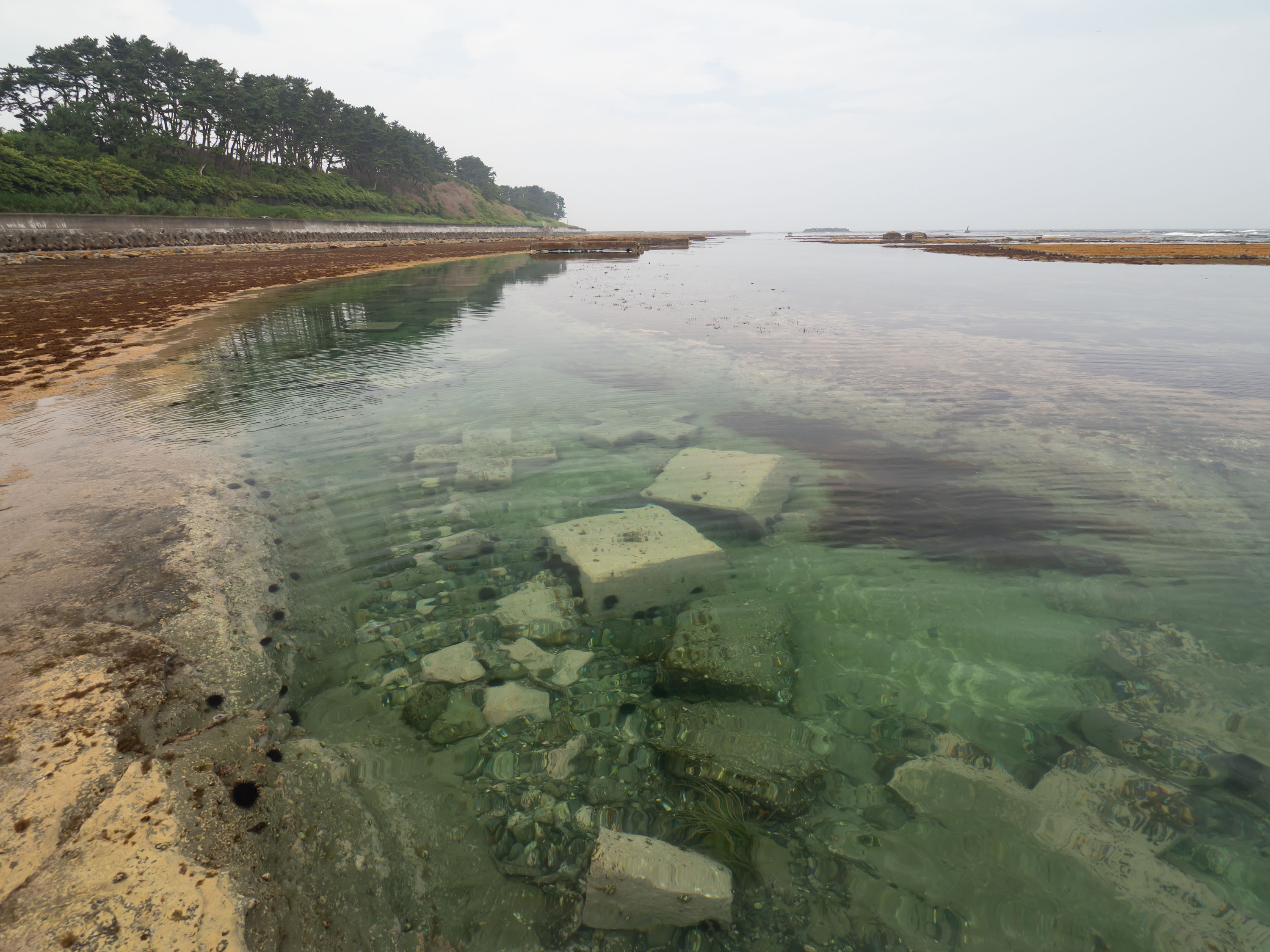 「うに牧場」海底に掘った溝にウニがびっしり
