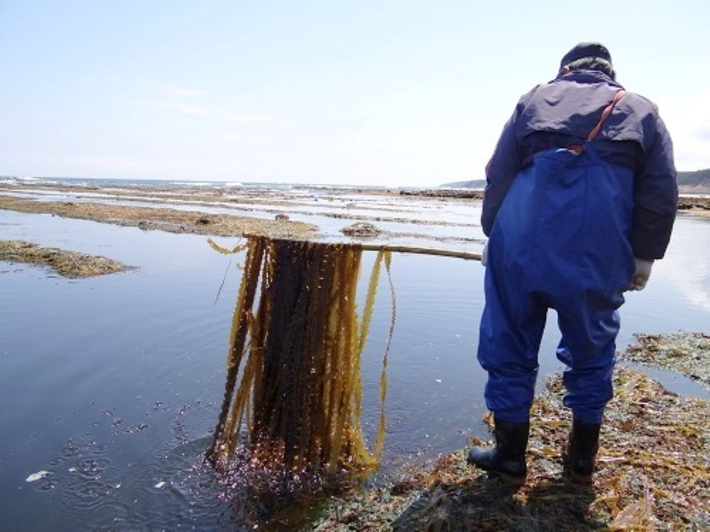 「うに牧場」のウニは天然の昆布を食べて美味しく育ちます