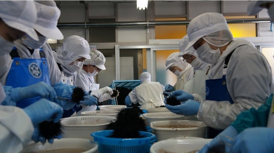 柔らかいむき身を熟練の手作業で丁寧に取り出します