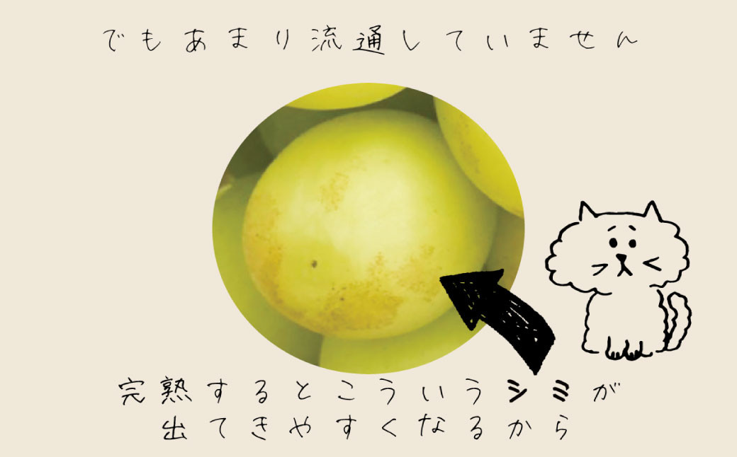 なぜなら通常市場に出荷するためには美味しさは当然のことながら、見栄えも重要視されるからです。