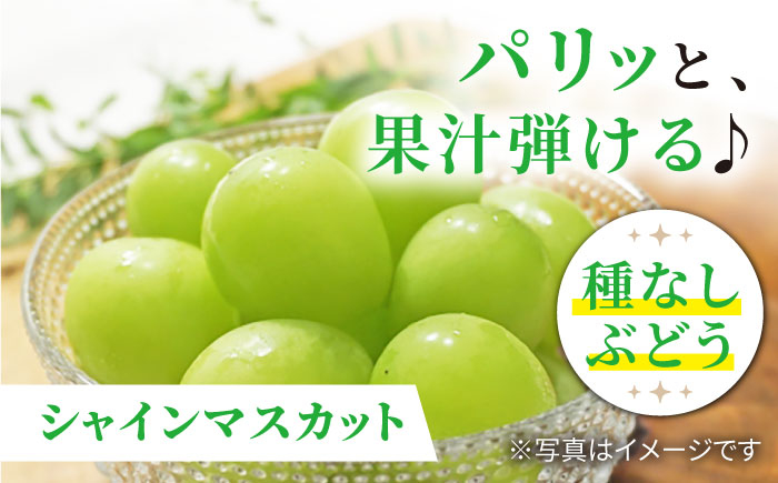 シャインマスカット ますかっと ぶどう