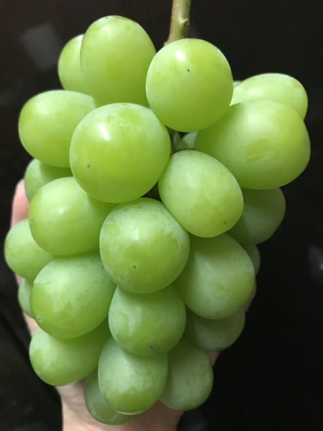 シャインマスカット。丁寧に作っています。