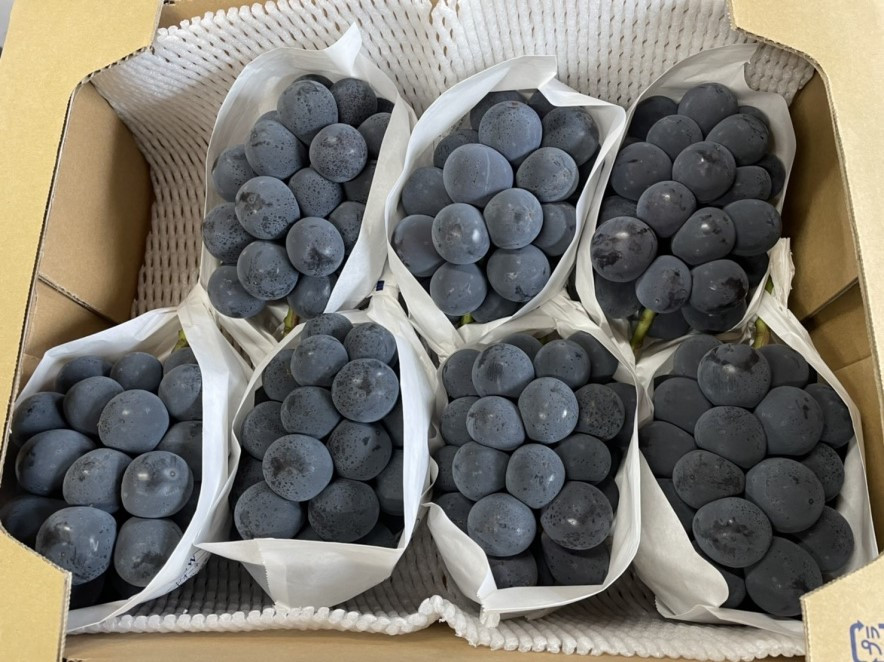 色よし味よし粒よしのぶどうです。