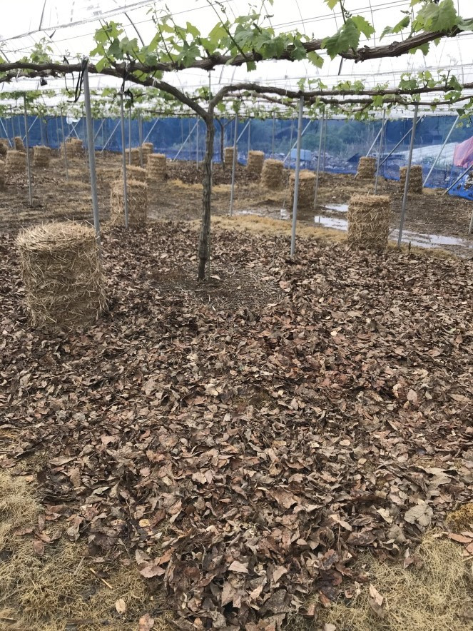 新見のぶどう作りの特徴、土づくりもしっかり行っています。