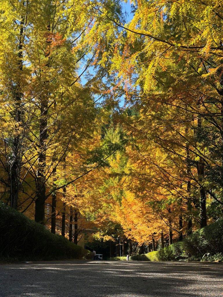 横倉山自然の森博物館　入口（秋）