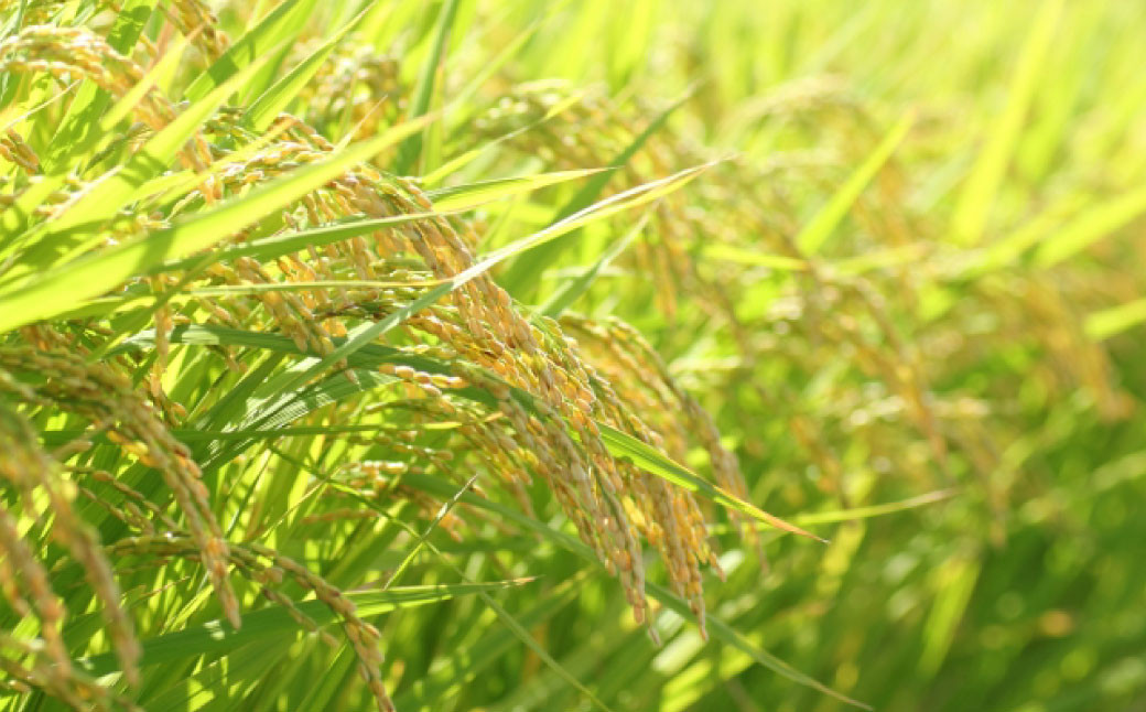 【年6回定期便】 限定川辺 720ml 2本セット 本格 純米 焼酎 25度 お酒