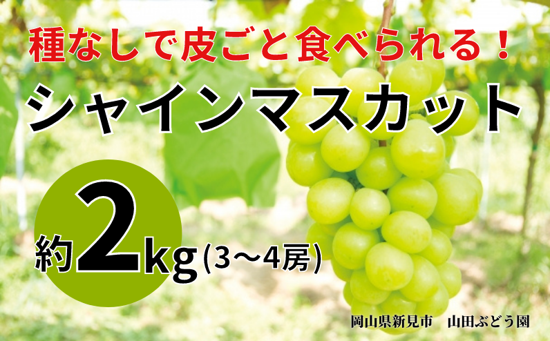 シャインマスカット  約2kg（3～4房）をお届けします。