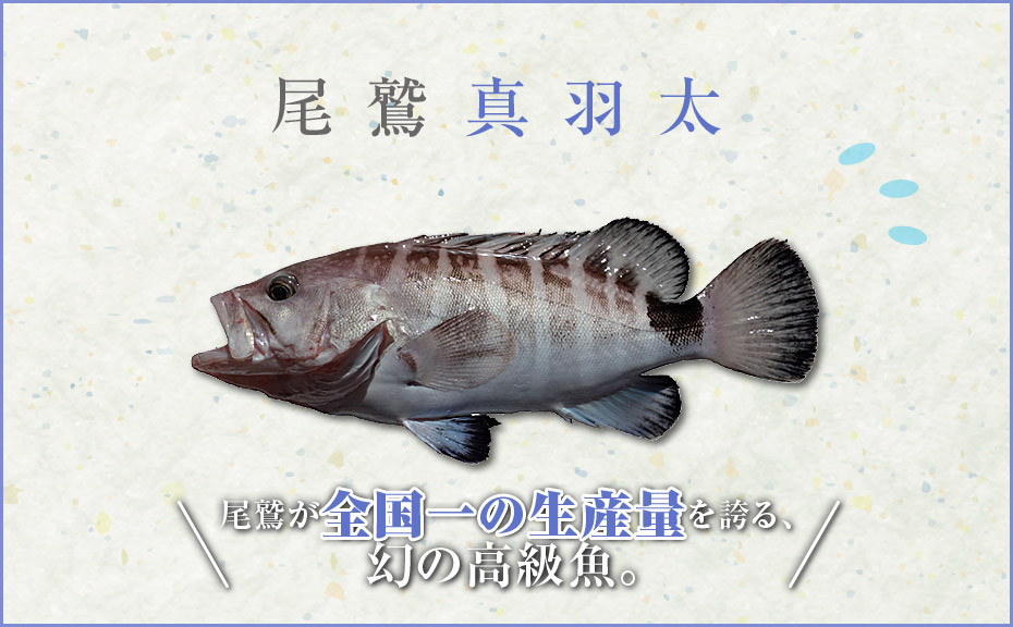 その上品な味わい・価格・希少さから「幻の高級魚」と呼ばれる尾鷲のご当地ブランド魚！
かの高級魚『クエ』『アコウ』の近縁種です