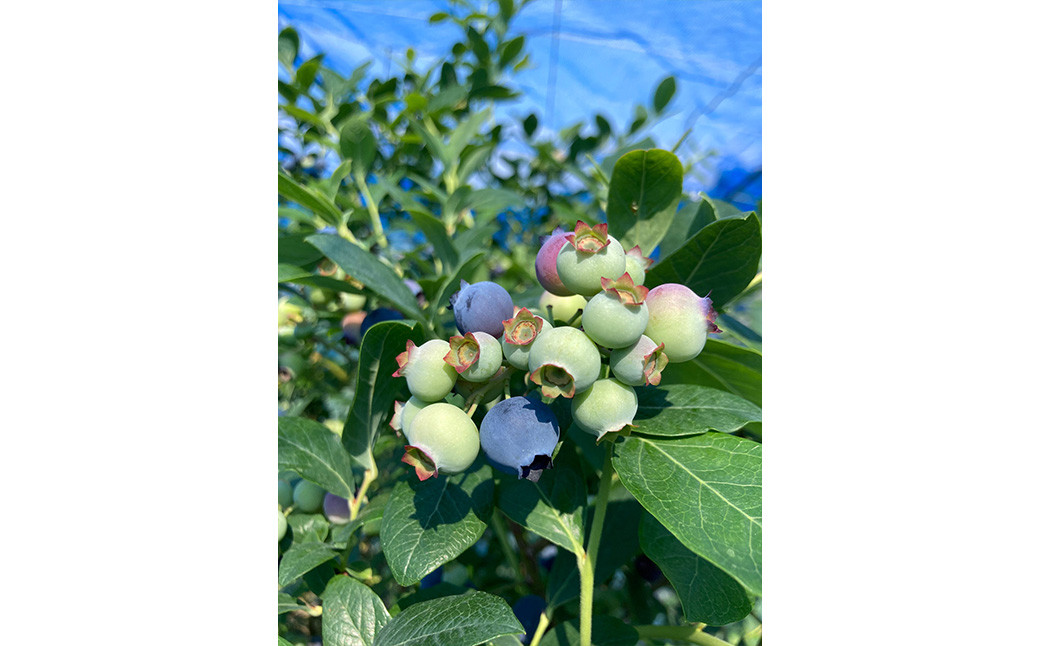 冷凍 ブルーベリー  1.8kg (600g×3袋) 