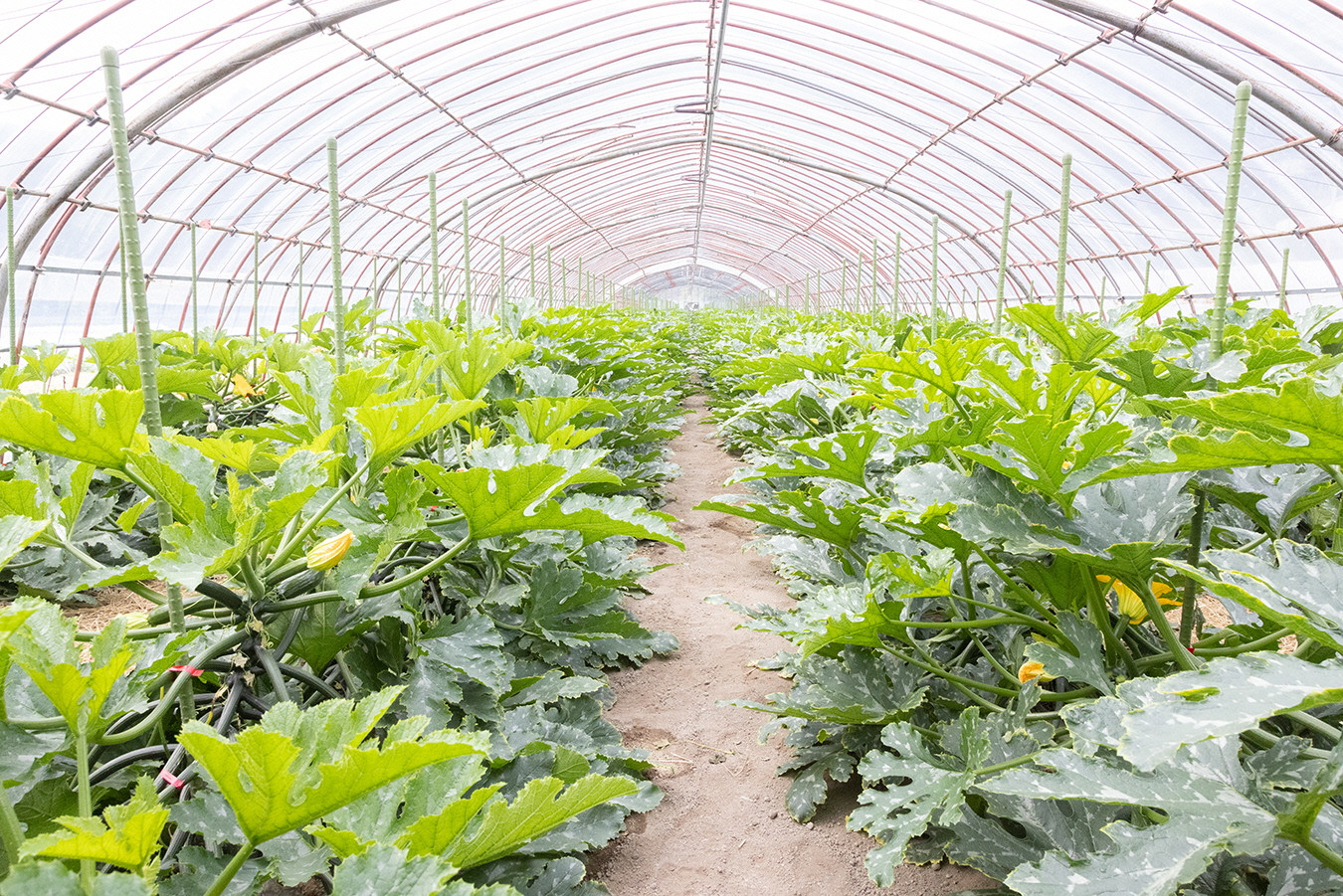 こちらで栽培しているズッキーニの葉には白い斑が入っています。