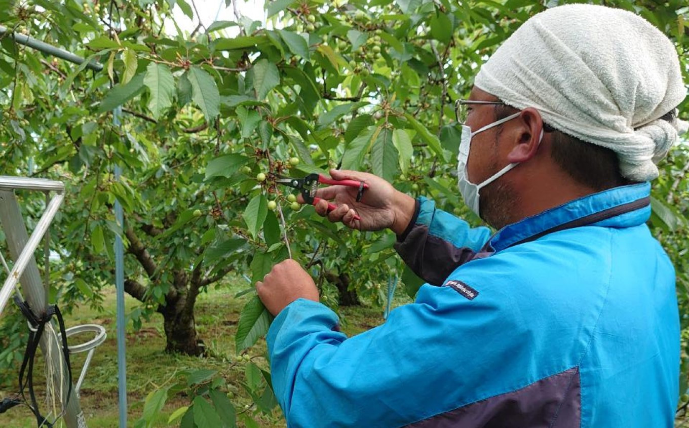 菊地果樹園の菊地さんが丹精込めてつくったさくらんぼをお届けします