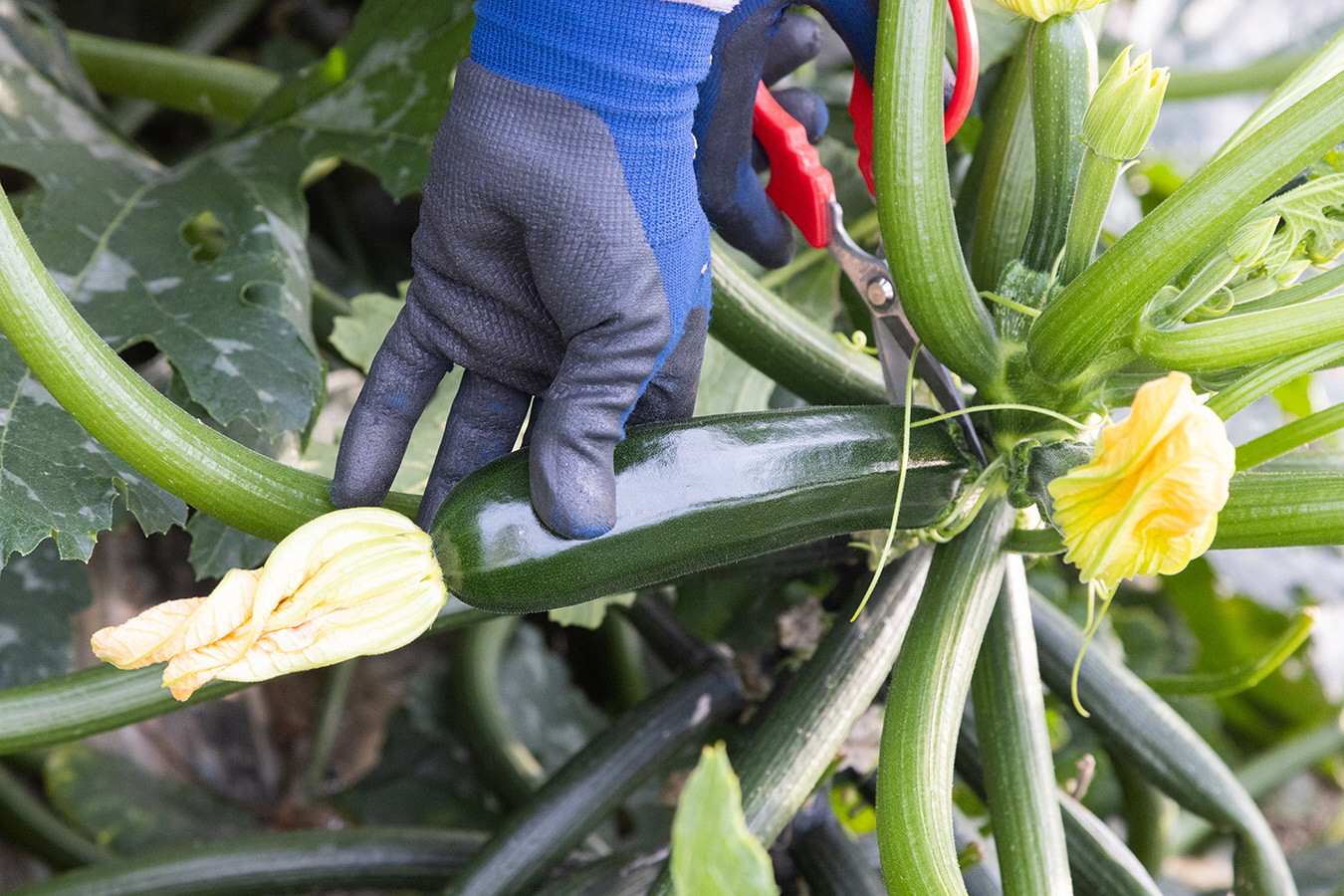 雌花が枯れて程よいサイズに成長したものを丁寧に収穫していきます。