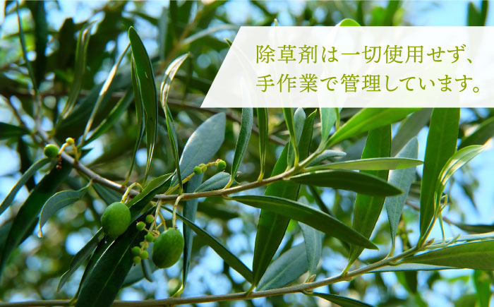 オリーブリーフ オリーブ 健康 ポリフェノール オリーブ