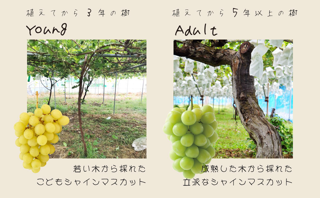 若いぶん元気があり、玉が大きくなる前に完熟を迎え小粒で黄色くなるんです！