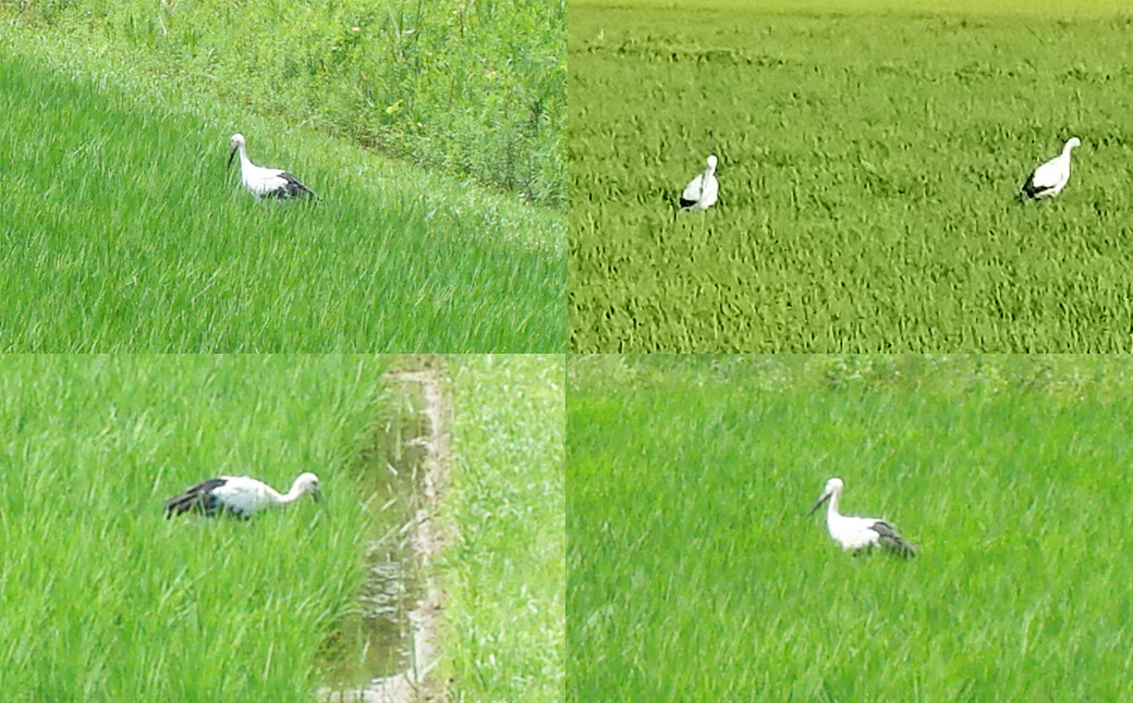 田代農園の田んぼに降り立ったコウノトリ、餌になる生き物たちがたくさんいる安心な田んぼの証拠です。