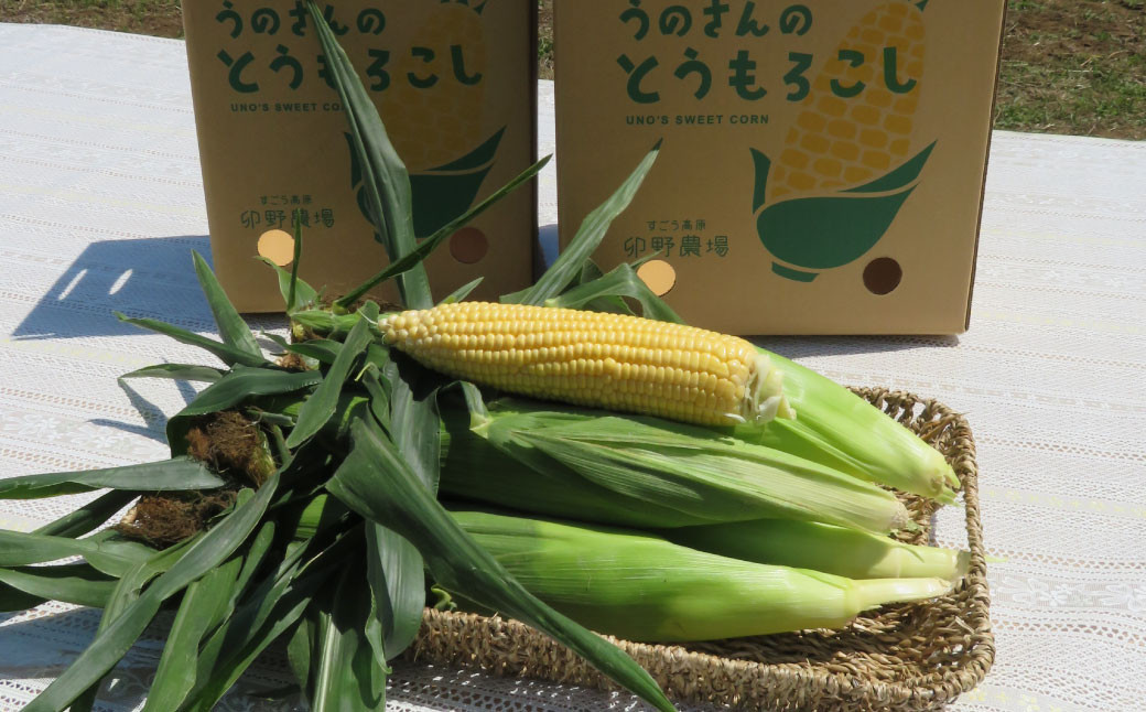【卯野農場】産地直送！生でも美味しい 朝採れ スイートコーン 10本 3.5kg以上 とうもろこし コーン