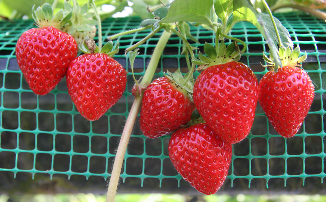 福岡県産 博多あまおう DX上級品 約560g(約280g×2パック入り)