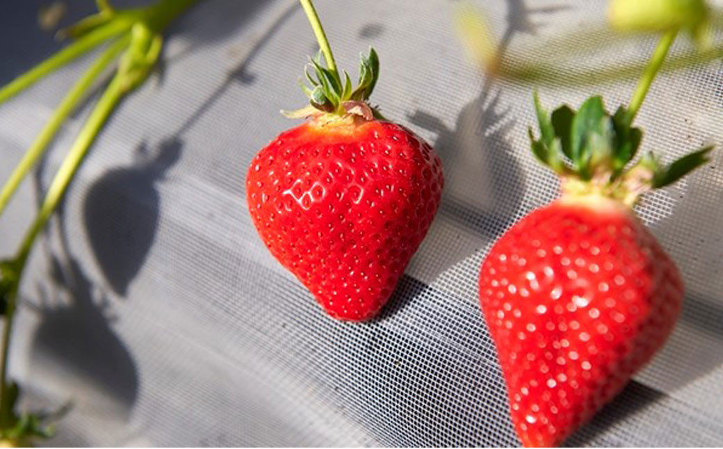 福岡県産 博多あまおう DX上級品 約560g(約280g×2パック入り)