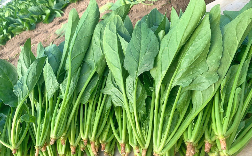 大分県産 高原 ほうれん草 3kg 高原野菜