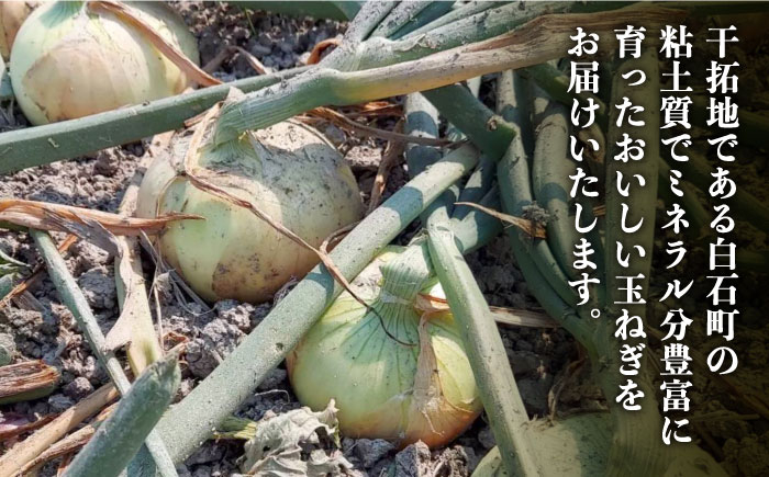 農家直送！こだわりの玉ねぎをお届け！