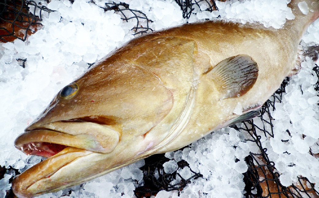 幻の 高級魚 を北九州の海から新鮮にお届け! クエ刺 ・ 鍋 セット (30cm)